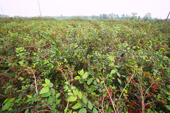Nông dân Hà Nội vào mùa thu hoạch dâu chín